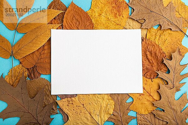 Komposition mit gelben und braunen Herbstblättern und weißem Papier Mockup auf blauem Pastell Hintergrund. Leer  flat lay  Draufsicht  Stillleben  copy space