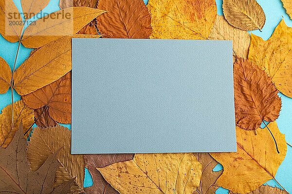Komposition mit gelben und braunen Herbstblättern und blauem Papier Mockup auf blauem Pastell Hintergrund. Leer  flat lay  Draufsicht  Stillleben  copy space