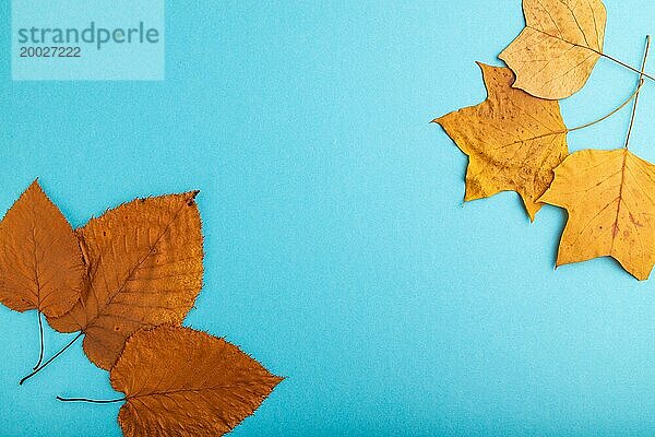 Komposition mit gelben und braunen Herbstblättern auf blauem pastellfarbenem Hintergrund. flat lay  Draufsicht  Stillleben  copy space