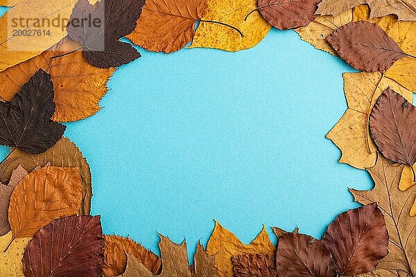 Komposition mit gelben und braunen Herbstblättern auf blauem pastellfarbenem Hintergrund. flat lay  Draufsicht  Stillleben  copy space