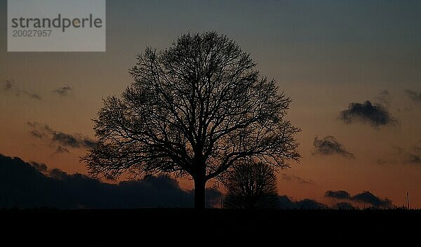 Silhouette einer kahlen Eiche vor dramatischem Abendhimmel  Oberbayern  Bayern  Deutschland  Europa