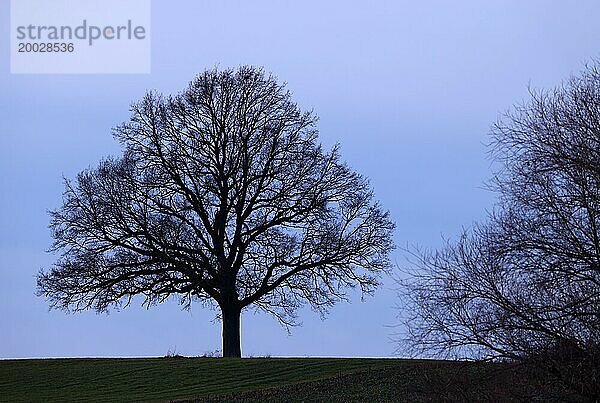 Silhouette einer kahlen Eiche bei düsterem Licht  Oberbayern  Bayern  Deutschland  Europa