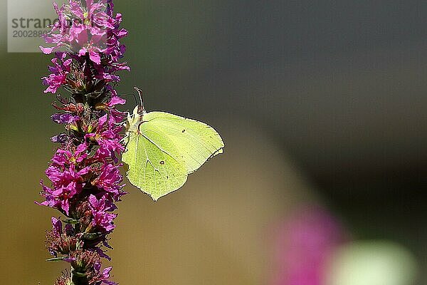 Zitronenfalter (Gonepteryx rhamni) bei der Nahrungsaufnahme an einer Blüte des Blutweiderichs (Lythrum salicaria)  mit Bokeh im Hintergrund  Wilnsdorf  Nordrhein-Westfalen  Deutschland  Europa