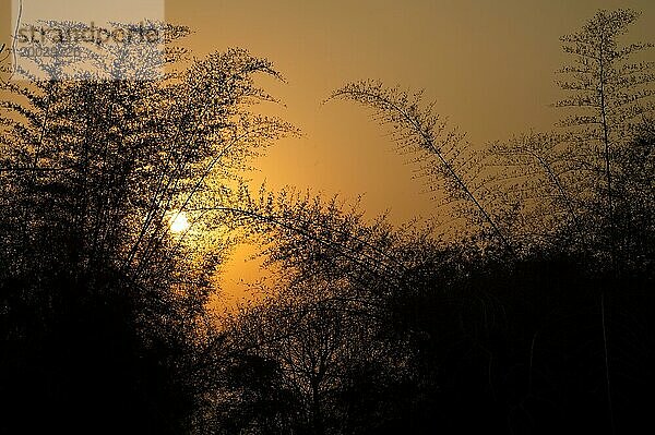 Bambus  Silhouette  Abendlicht  Andhra Pradesh  India