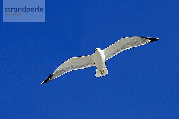 Eine ausgewachsene Silbermöwe (Larus Argentatus) fliegt  segelt am blauen Himmel