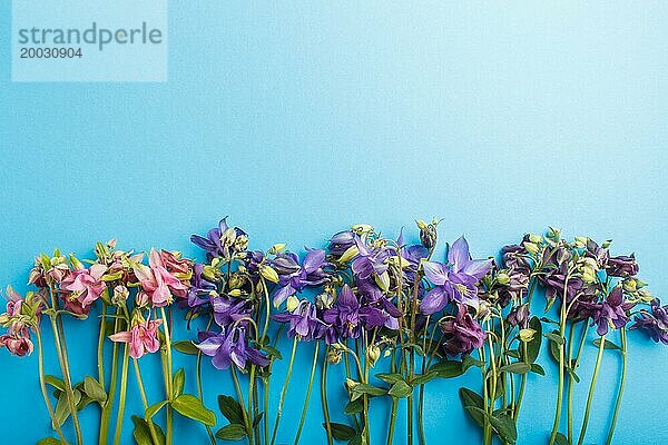 Rosa und lila Akelei Blumen auf pastellblauem Hintergrund. Morninig  Frühling  Mode Zusammensetzung. Flachlage  Draufsicht  Kopierraum