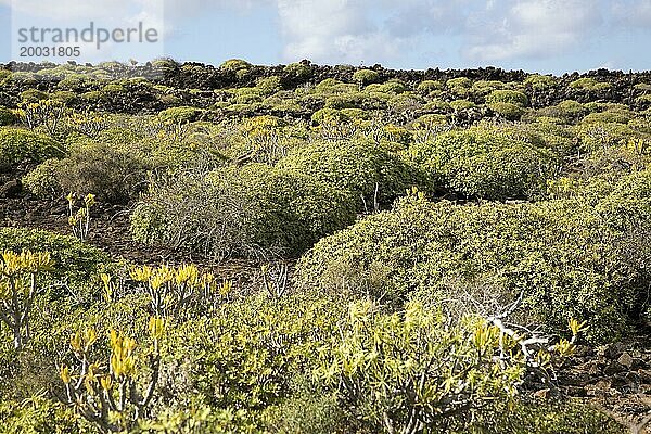 Euphorbia balsamifera Kleinia Nerifolia wächst auf Lavaströmen Malpais de Corona  Lanzarote  Kanarische Inseln  Spanien  Europa