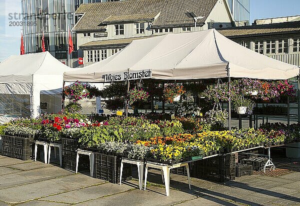 Blumen und Pflanzen an einem Marktstand in Svolvaer  Lofoten  Nordland  Norwegen  Europa
