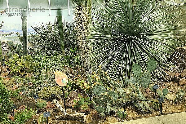 Wüstenpflanzen im Gewächshaus der Princess of Wales Royal Botanic Gardens  Kew  London  England  UK