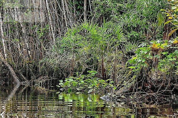 Wasserpflanzen und andere Vegetation am Rande eines kleinen Flusses im Regenwald im Osten Ecuadors