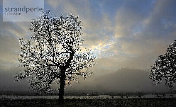 Dunstiger Blick auf einen entfernten Hügel  während die späte Sonne durch die Silhouetten der Bäume scheint  an einem Winternachmittag in der Nähe von Killin  Perthshire  Schottland  UK