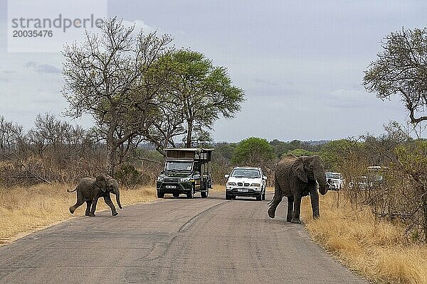 Mutter und Baby eines afrikanischen Elefanten überqueren die Straße im Krüger Nationalpark  Südafrika