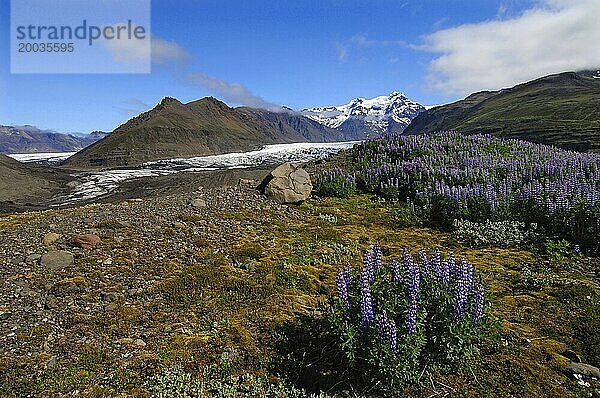 Lupinen wachsen in Hülle und Fülle auf der Endmoräne des Svinafell Gletschers unterhalb der Berge Hafrafell und Svinafell  Südost Island