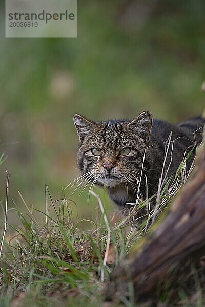 Europäische Wildkatze (Felis silvestris) erwachsenes Tierporträt  Großbritannien  Europa