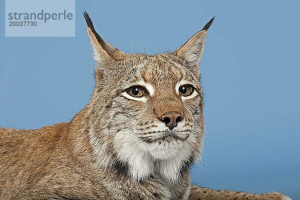 Eurasischer Luchs (Lynx lynx)  Tierportrait  captive  Studioaufnahme