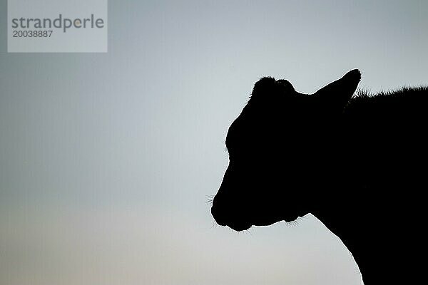 Domestiziertes Rind oder Kuh (Bos taurus)  erwachsenes Nutztier  Silhouette bei Sonnenuntergang  Lincolnshire  England  Großbritannien  Europa