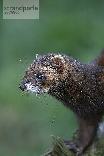 Europäischer Iltis (Mustela putorius) erwachsenes Tierporträt  Großbritannien  Europa