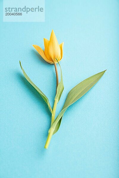 Orange Tulpe Blume auf blauem Pastell Hintergrund. Seitenansicht  Nahaufnahme  Stillleben. Schönheit  Frühling  Sommer Konzept