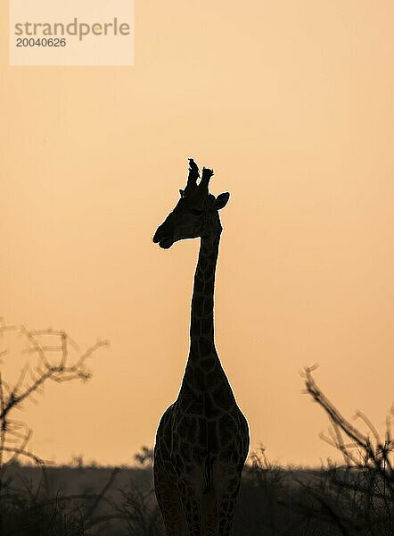 Kapgiraffe (Giraffa giraffa giraffa) mit Madenhacker (Buphagus) auf dem Horn  Silhouette im stimmungsvollen Morgenrot  Kruger Nationalpark  Südafrika