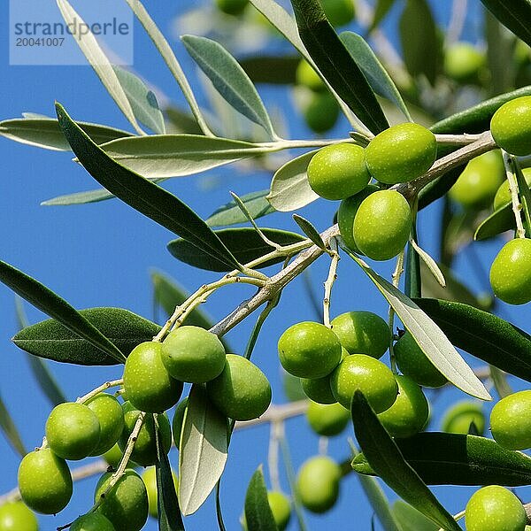 Olive 50