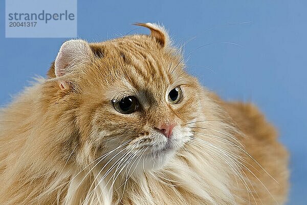 American-Curl Kitten  Tierportrait  Studioaufnahme