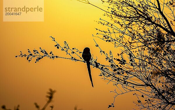 Silhouette vor stimmungsvollem Morgenrot  Sonnenaufgang  Kruger Nationalpark  Südafrika