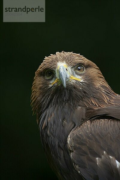 Steinadler (Aquila chrysaetos) erwachsener Vogel Kopf Portrait  England  Großbritannien  Europa