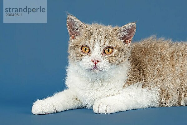 Rassekatze Selkirk Rex  Kitten  Alter 10 Wochen  Farbe lilac mackerel tabby white  Tierportrait  Studioaufnahme