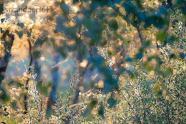 Sonnenlicht am späten Abend eines Sommertages reflektiert auf grünen Blättern und lässt deren Ränder und die Samenstände (Kätzchen  Weidenkätchen) von Salweiden (Salix caprea) oder Sal-Weide aufleuchten  Hintergund mit blauen Schatten  Bokeh  künstlerische  verträumte  sanfte Darstellung von Sommer  Naturschutzgebiet Pietzmoor  Lüneburger Heide  Niedersachsen  Deutschland  Europa