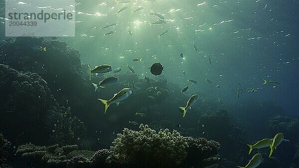 Silhouetten von tropischen Fischen schwimmt neben Korallenriff auf Oberfläche Wasser und untergehende Sonne Hintergrund  Gegenlicht (Contre jour) . Leben am Korallenriff bei Sonnenuntergang  Rotes Meer  Ägypten  Afrika