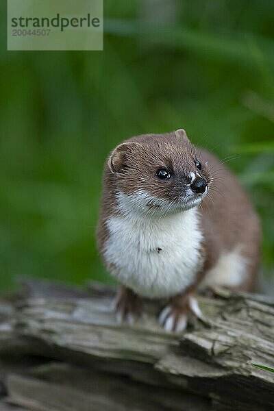 Europäisches Wiesel (Mustela nivalis)  Porträt eines erwachsenen Tieres  Großbritannien  Europa