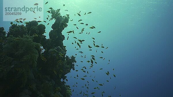 Silhouetten von tropischen Fischen schwimmt neben Korallenriff auf Oberfläche Wasser und untergehende Sonne Hintergrund  Gegenlicht (Contre jour) . Leben am Korallenriff bei Sonnenuntergang  Rotes Meer  Ägypten  Afrika