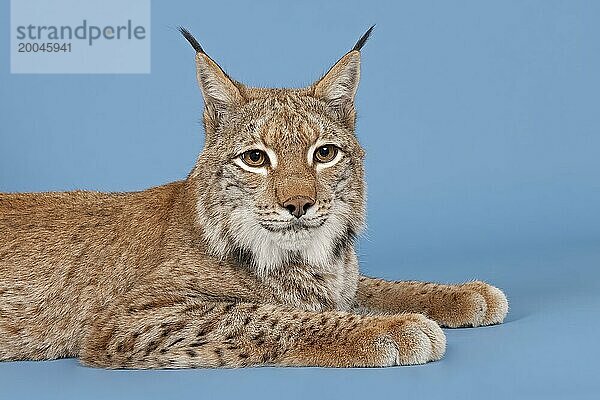 Eurasischer Luchs (Lynx lynx)  liegend  Tierportrait  captive  Studioaufnahme