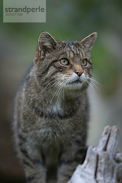 Europäische Wildkatze (Felis silvestris) erwachsenes Tierporträt  Großbritannien  Europa