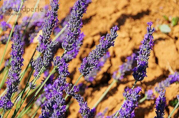 Lavendel  Lavendel 110