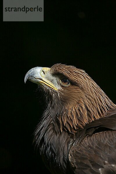 Steinadler (Aquila chrysaetos) erwachsener Vogel Kopf Portrait  England  Großbritannien  Europa