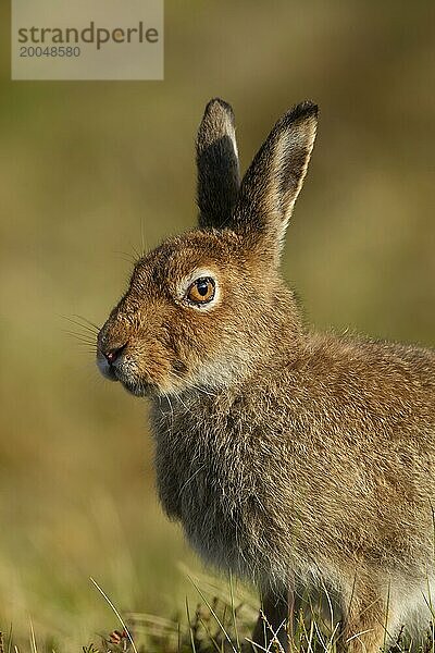 Schneehase (Lepus timidus) erwachsenes Tierporträt  Schottland  Großbritannien  Europa