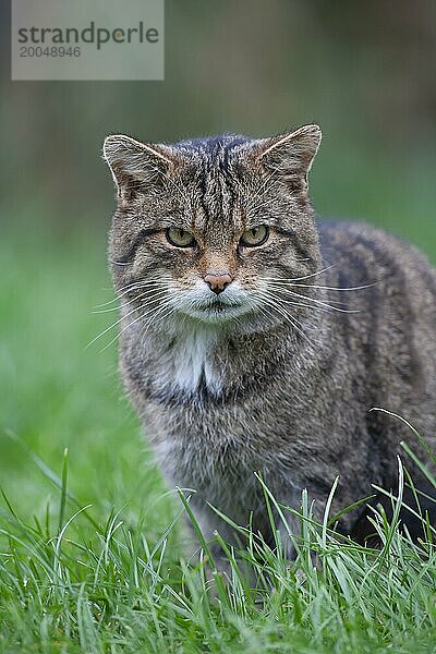 Europäische Wildkatze (Felis silvestris) erwachsenes Tierporträt  Großbritannien  Europa