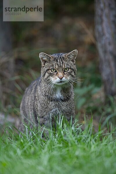 Europäische Wildkatze (Felis silvestris) erwachsenes Tierporträt  Großbritannien  Europa