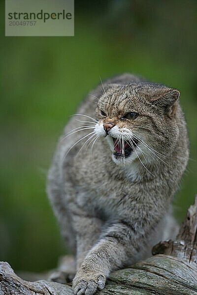 Europäische Wildkatze (Felis silvestris)  erwachsenes Tier  knurrend  Großbritannien  Europa