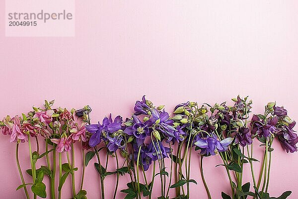 Rosa und lila Akelei Blumen auf pastellrosa Hintergrund. Morninig  Frühling  Mode Zusammensetzung. Flachlage  Draufsicht  Kopierraum