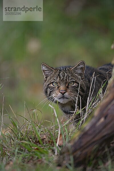 Europäische Wildkatze (Felis silvestris) erwachsenes Tierporträt  Großbritannien  Europa