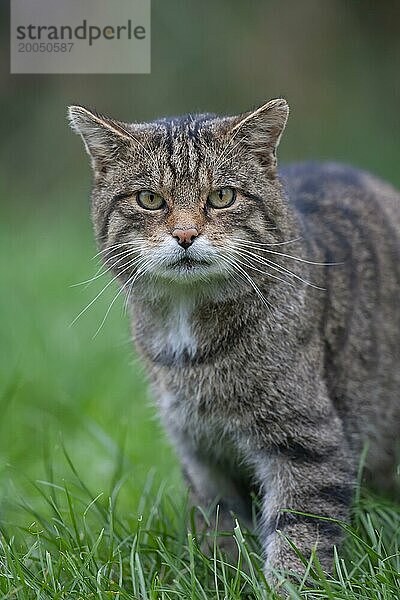 Europäische Wildkatze (Felis silvestris) erwachsenes Tierporträt  Großbritannien  Europa