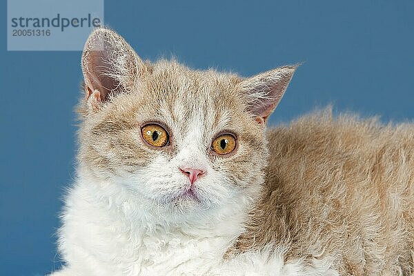 Rassekatze Selkirk Rex  Kitten  Alter 10 Wochen  Farbe lilac mackerel tabby white  Tierportrait  Studioaufnahme