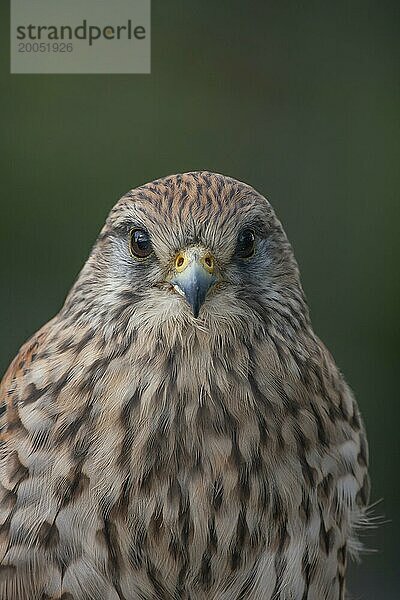 Turmfalke (Falco tinnunculus) erwachsener Vogel Kopf Portrait  England  Großbritannien  Europa