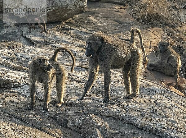 Bärenpaviane (Papio ursinus)  Erwachsener mit Jungtiere  Kruger Nationalpark  Südafrika