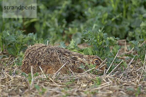 Ausgewachsener Feldhase (Lepus europaeus) beim Ausruhen auf einem Ackerfeld  Suffolk  England  Großbritannien  Europa