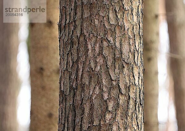 Waldkiefer (Pinus sylvestris)  Ausschnitt des Stammes vor Fichtenstämmen  Spiel mit Tiefenschärfe und unterschiedlichen Strukturen  Oberbayern  Bayern  Deutschland  Europa