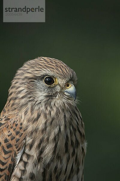 Turmfalke (Falco tinnunculus) erwachsener Vogel Kopf Portrait  England  Großbritannien  Europa