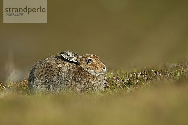 Schneehase (Lepus timidus)  erwachsenes Tier  ruhend auf einem Bergkamm  Schottland  Großbritannien  Europa